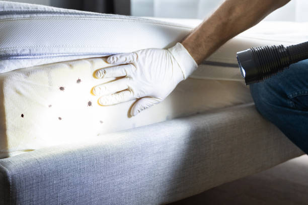 Best Cockroach Control Services  in Western Springs, IL
