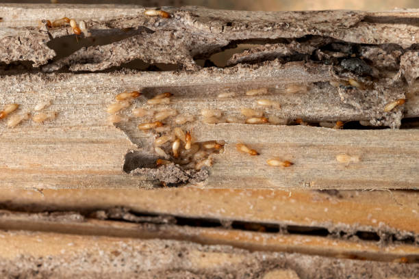 Best Pest Control for Homes  in Western Springs, IL
